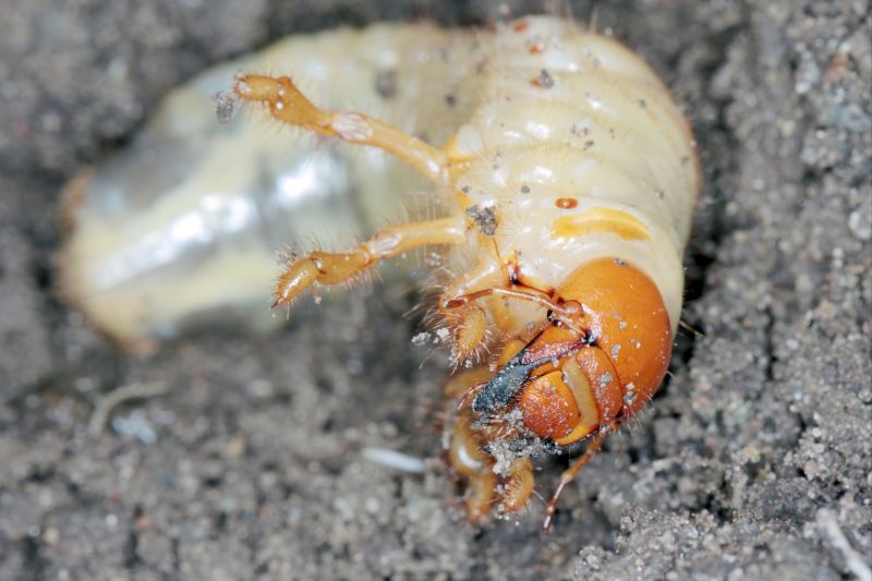 Grub Prevention in Ventura County, CA