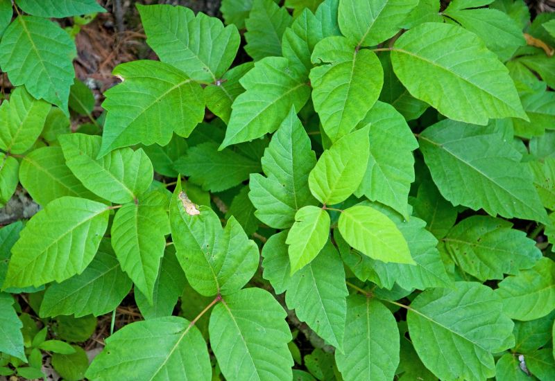 Poison Ivy Removal in Harford County, MD