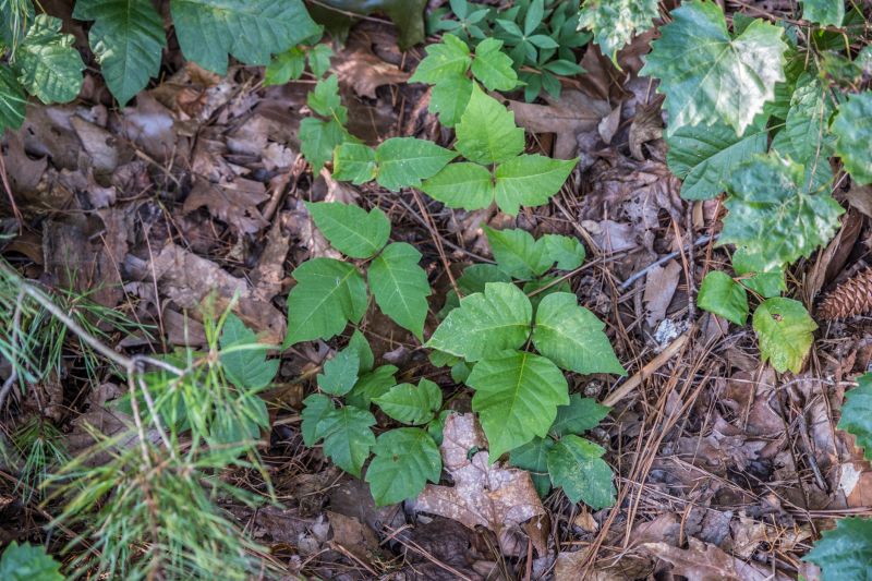 Poison Oak Removal in Montgomery County, PA