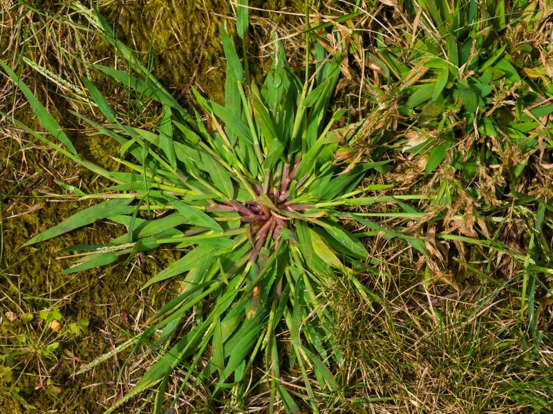 Crabgrass Prevention in Honolulu, HI
