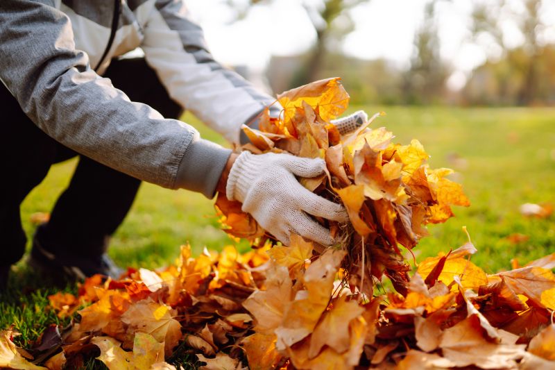 Autumn Leaf Pile Collection