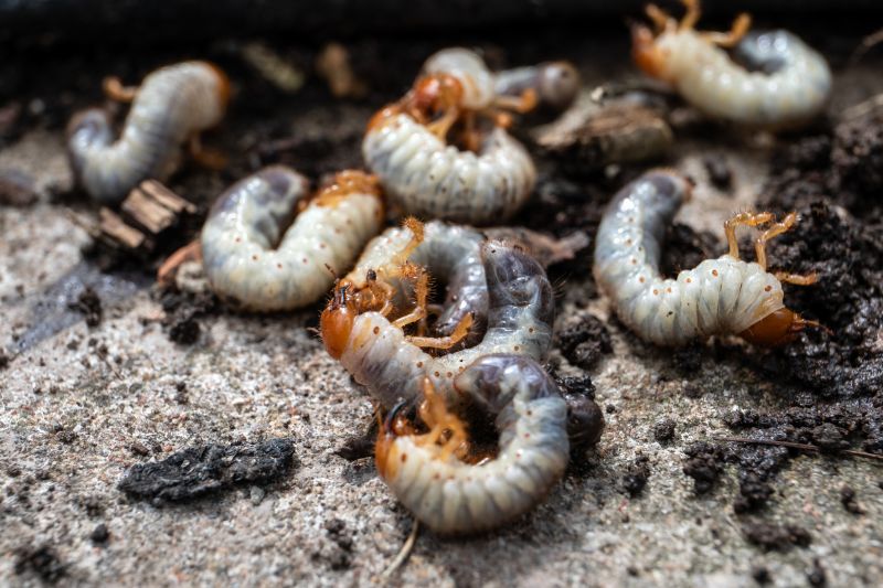 Grub Control in Honolulu, HI