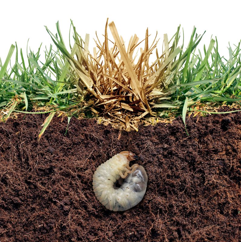 Grub Prevention in Ventura County, CA