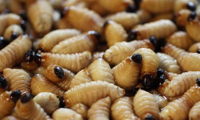 Grub Prevention in Ventura County, CA
