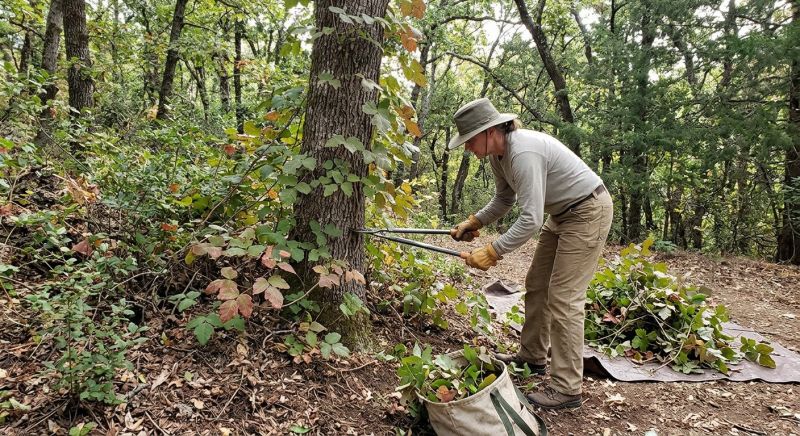 Hemlock Removal in Ventura County, CA