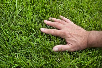Lawn Enrichment in Ventura County, CA