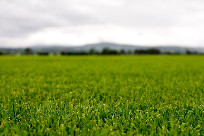 Healthy Lawn Close-Up