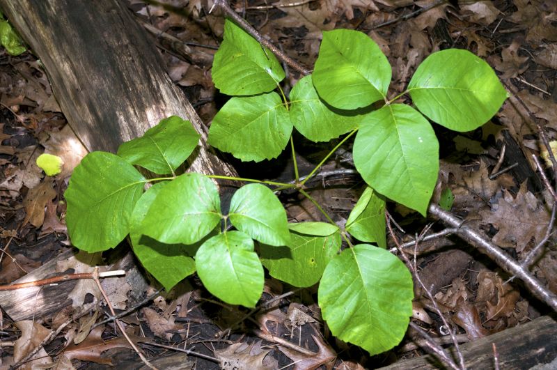 Poison Ivy Removal in Ventura County, CA