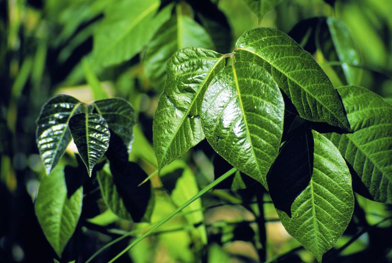 Poison Ivy Removal in West Chester, PA
