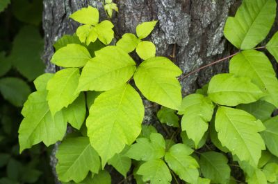Poison Ivy Removal in Bucks County, PA