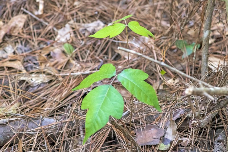 Poison Oak Removal in Bel Air, MD