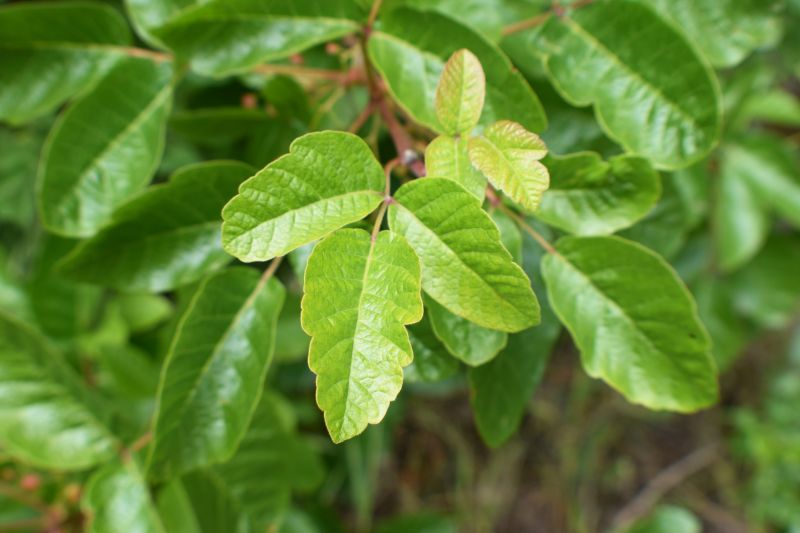 Poison Oak Removal in Newark, DE
