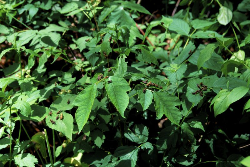 Poison Oak Removal in Wilmington, DE