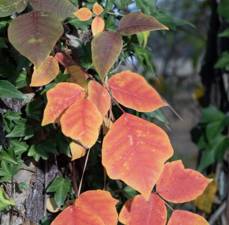 Poison Oak Removal in Burlington County, NJ