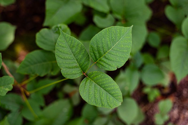 Poison Oak Removal in Lancaster County, PA
