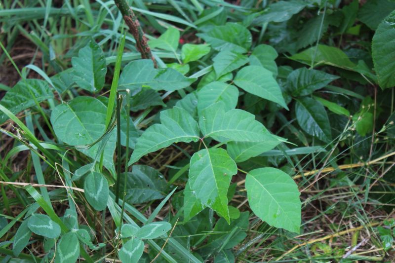 Poison Oak Removal in Allentown, PA