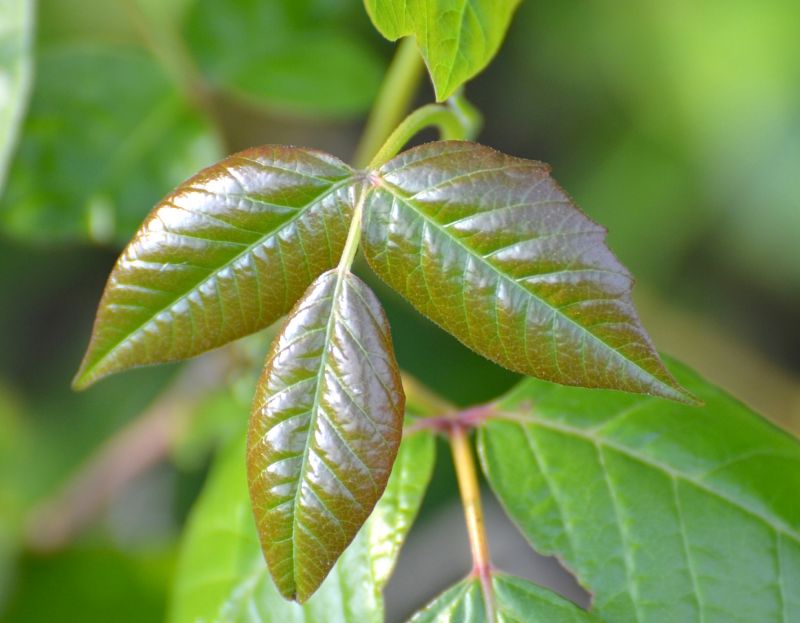 Poison Oak Removal in Allentown, PA