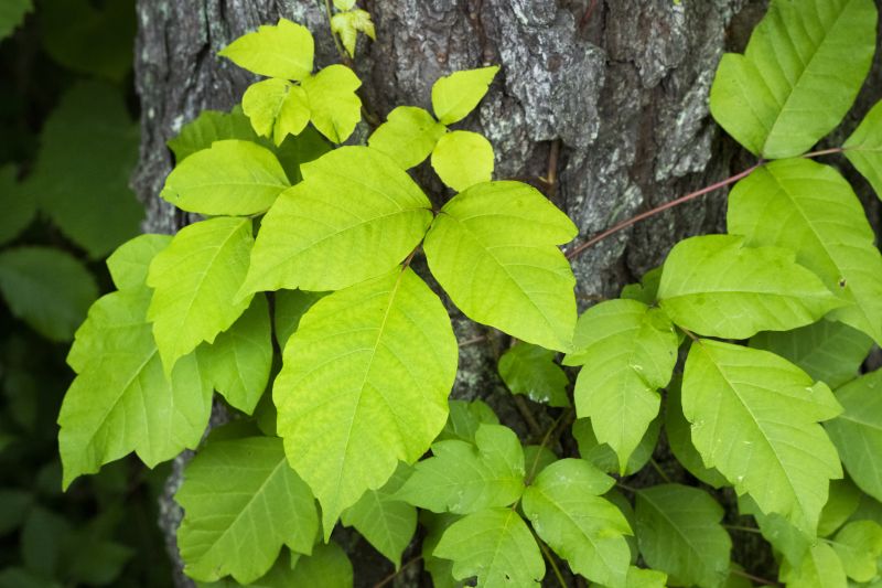 Poison Oak Removal in Doylestown, PA