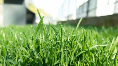 Spring Lawn Treatment in Honolulu, HI
